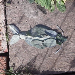 67. Simon Schlegel_8c_LandArt.JPG