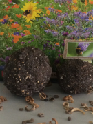 2019.06.01 Seedbombs Kopie.JPG